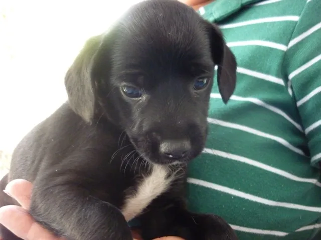 Cachorro ra a SRD idade 2 a 6 meses nome DUDU
