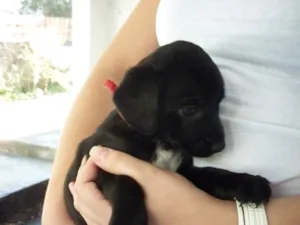 Cachorro raça SRD idade 2 a 6 meses nome DOLLY