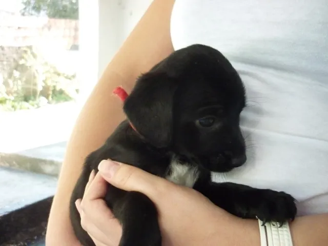 Cachorro ra a SRD idade 2 a 6 meses nome DOLLY