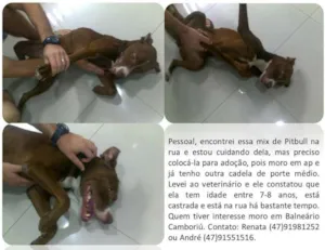 Cachorro raça Pit-Bull idade 6 ou mais anos nome sem nome