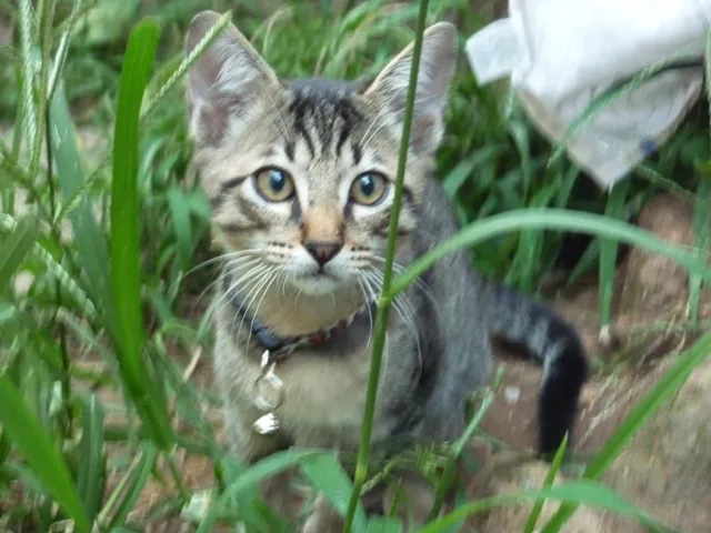 Gato ra a SRD idade 2 a 6 meses nome TOMATINHO