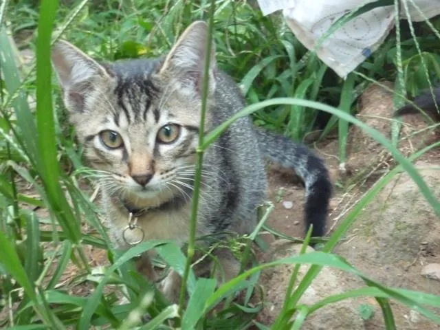 Gato ra a SRD idade 2 a 6 meses nome TOMATINHO