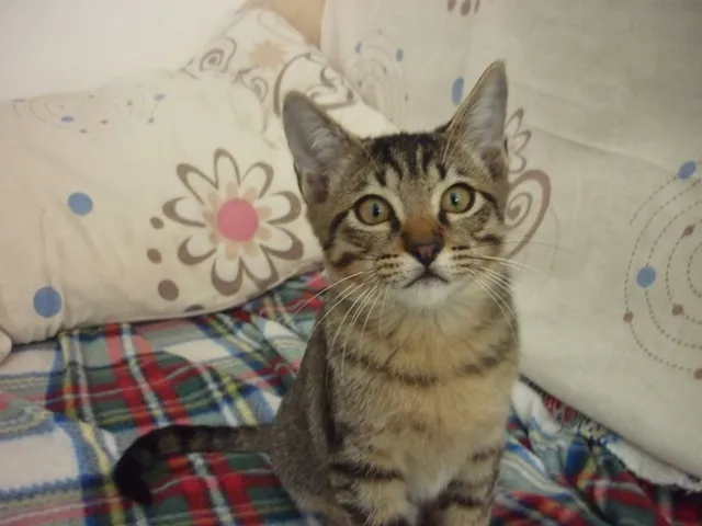 Gato ra a SRD idade 2 a 6 meses nome TOMATINHO