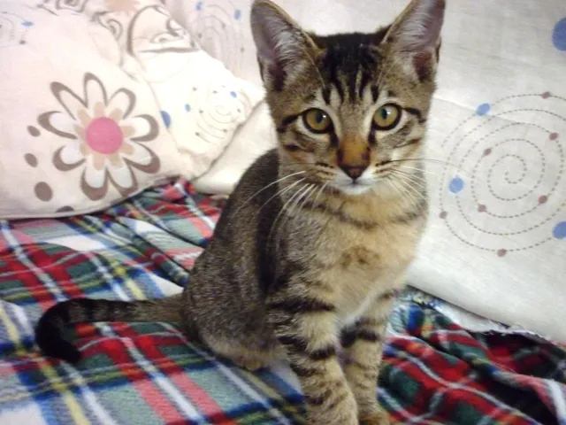 Gato ra a SRD idade 2 a 6 meses nome TOMATINHO