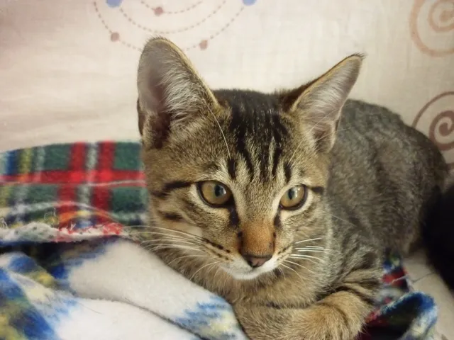 Gato ra a SRD idade 2 a 6 meses nome TOMATINHO