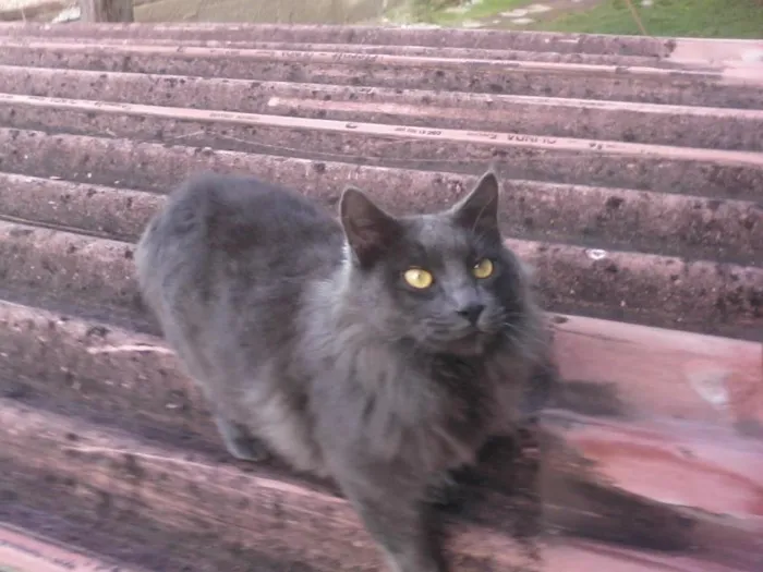 Gato ra a SRD idade 3 anos nome Bieber GRATIFICA