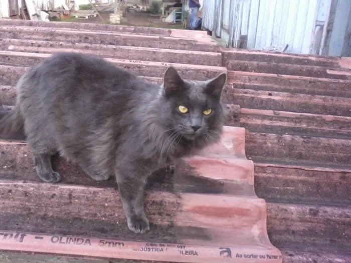 Gato ra a SRD idade 3 anos nome Bieber GRATIFICA