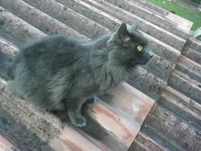 Gato ra a SRD idade 3 anos nome Bieber GRATIFICA