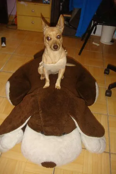Cachorro ra a  idade  nome LILIKA