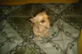 LILIKA