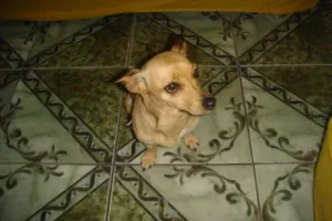 Cachorro raça  idade  nome LILIKA