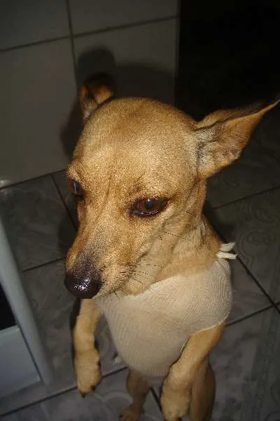 Cachorro ra a  idade  nome LILIKA