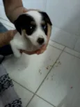 manchinha