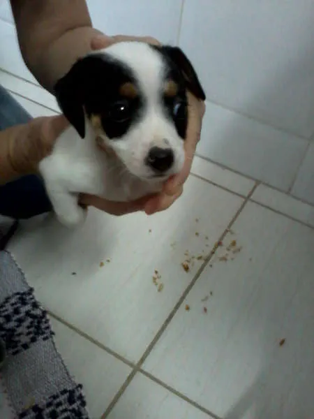 Cachorro ra a  idade Abaixo de 2 meses nome manchinha
