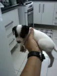manchinha