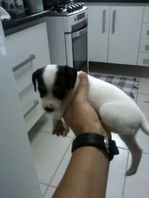 Cachorro raça  idade Abaixo de 2 meses nome manchinha