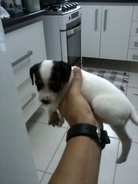 Cachorro ra a  idade Abaixo de 2 meses nome manchinha