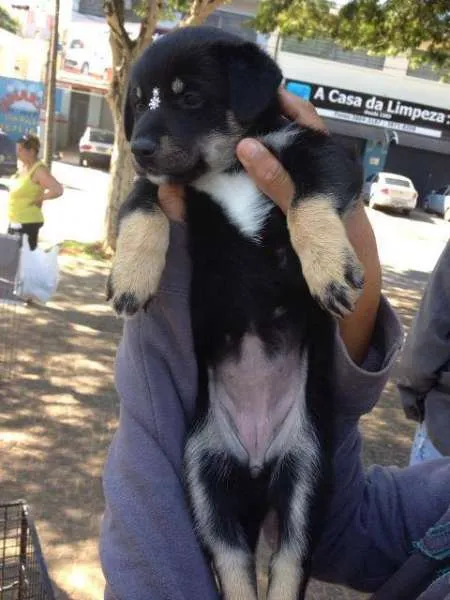 Cachorro ra a SRD idade 2 a 6 meses nome Lola