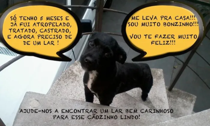 Cachorro ra a Misturado idade 2 a 6 meses nome Black night
