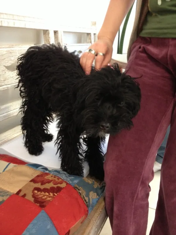 Cachorro ra a Misturado idade 2 a 6 meses nome Black night