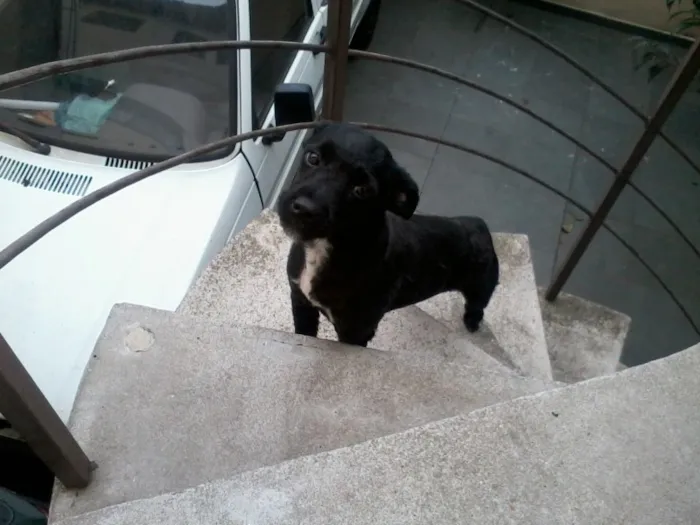 Cachorro ra a Misturado idade 2 a 6 meses nome Black night