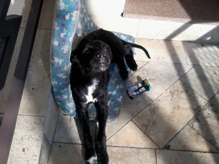 Cachorro ra a Misturado idade 2 a 6 meses nome Black night