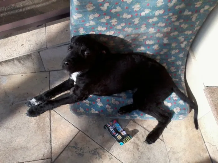 Cachorro ra a Misturado idade 2 a 6 meses nome Black night
