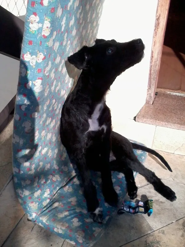 Cachorro ra a Misturado idade 2 a 6 meses nome Black night