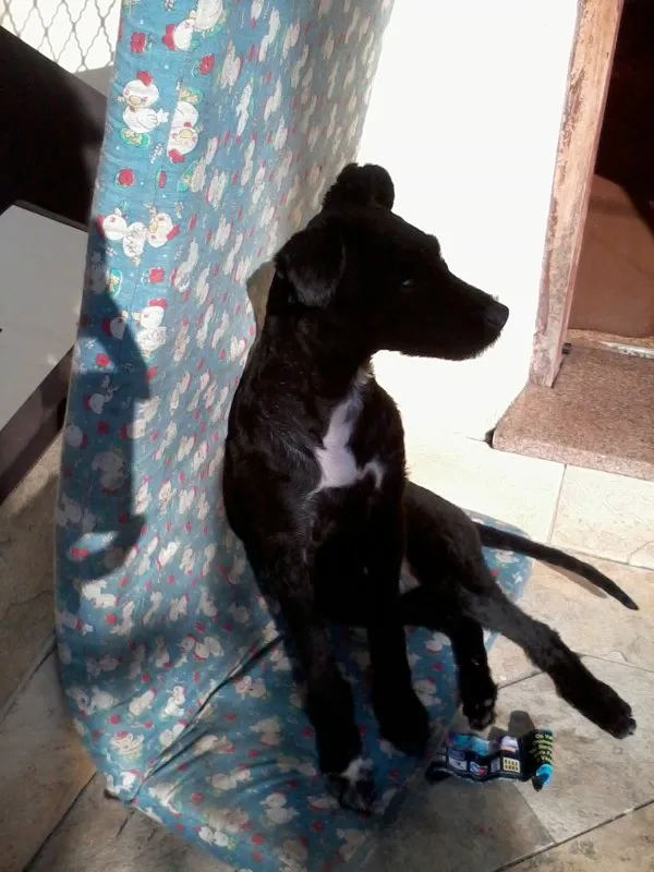 Cachorro ra a Misturado idade 2 a 6 meses nome Black night