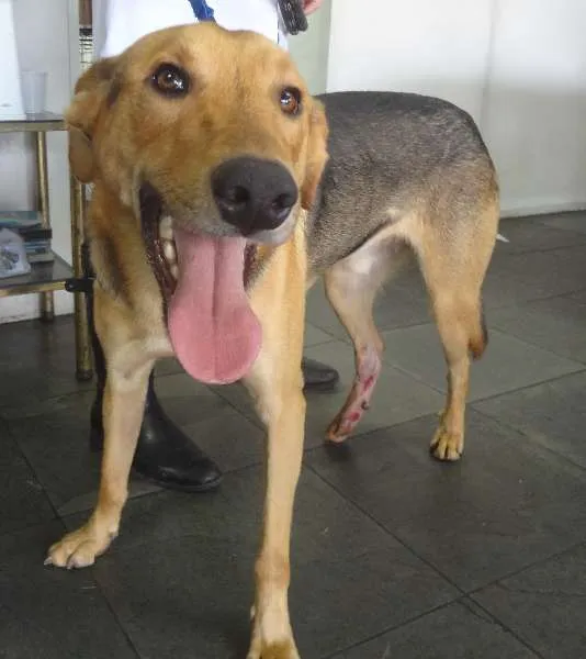 Cachorro ra a SRD idade 3 anos nome JORGE