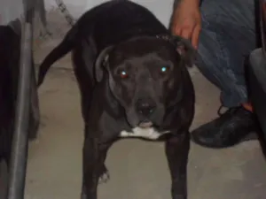 Cachorro raça American Stanford Pitbull idade 3 anos nome Nina