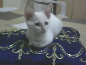 Cachorro raça branco idade 7 a 11 meses nome nyke