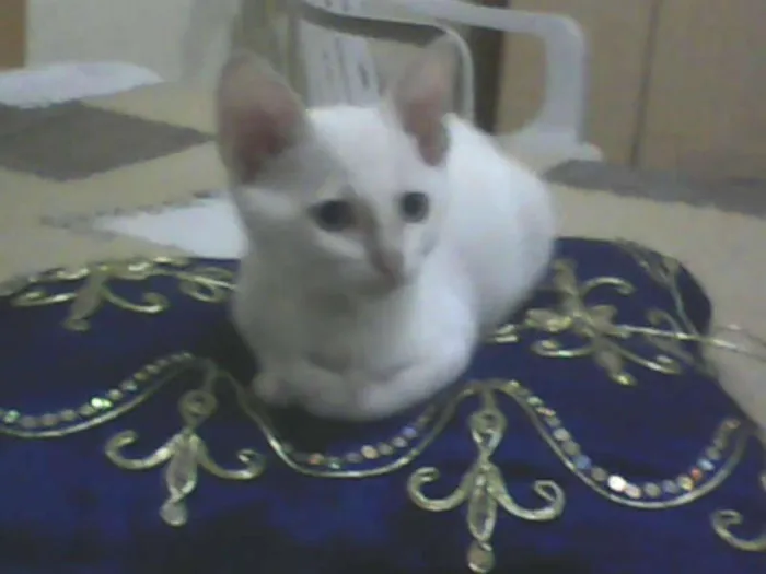 Cachorro ra a branco idade 7 a 11 meses nome nyke