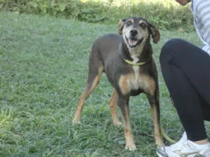 Cachorro raça SRD idade 6 ou mais anos nome Rocky