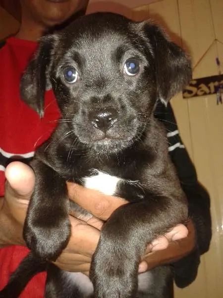 Cachorro ra a Boxer com Vira-lata idade 2 a 6 meses nome Filhote de Boxer co