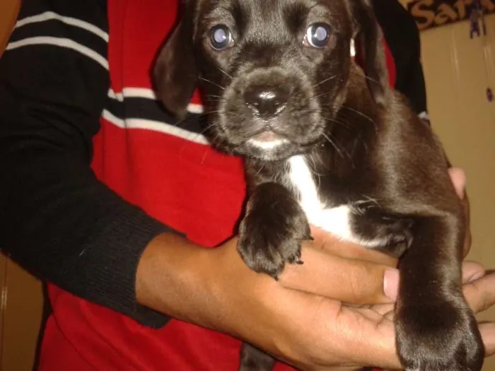 Cachorro ra a Boxer com Vira-lata idade 2 a 6 meses nome Filhote de Boxer co