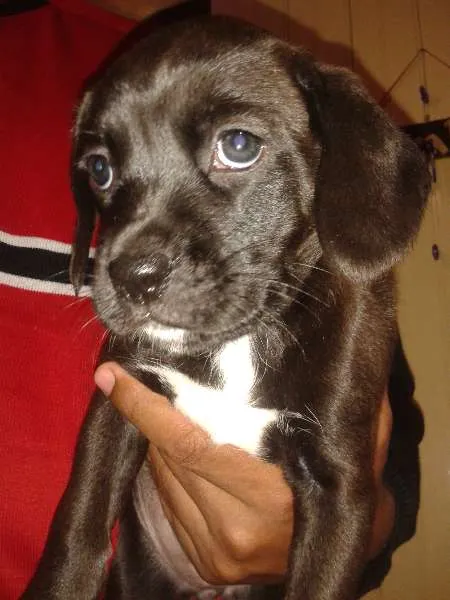 Cachorro ra a Boxer com Vira-lata idade 2 a 6 meses nome Filhote de Boxer co