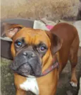 Filhote de Boxer co