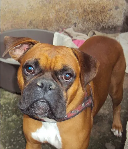 Cachorro ra a Boxer com Vira-lata idade 2 a 6 meses nome Filhote de Boxer co