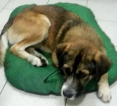 Cachorro ra a SRD idade 2 anos nome Oz