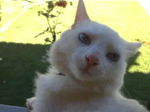 Gato raça SRD idade 1 ano nome Thor