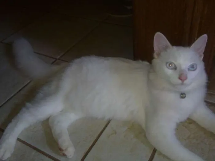 Gato ra a SRD idade 1 ano nome Thor