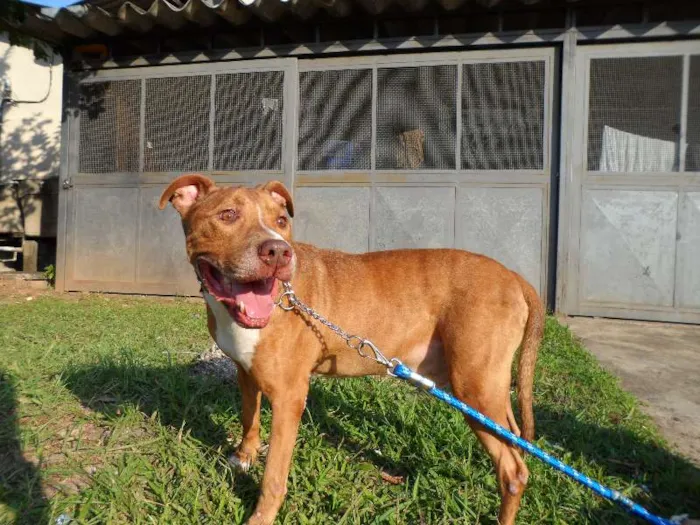 Cachorro ra a Pit-Bull idade 3 anos nome Pericles