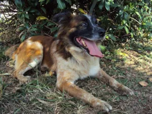 Cachorro raça SRD idade 3 anos nome Benji