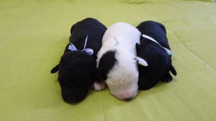 Cachorro ra a SRD idade Abaixo de 2 meses nome Sem nome