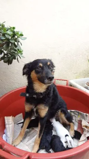 Cachorro raça SRD idade Abaixo de 2 meses nome Sem nome