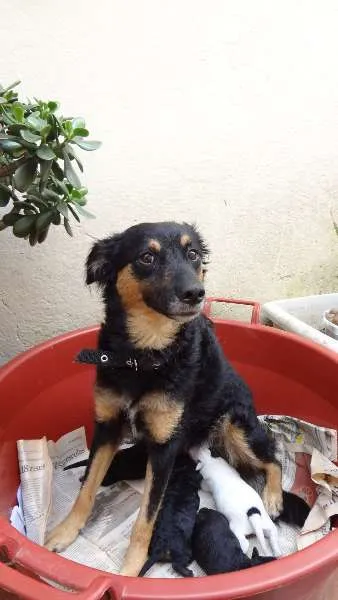 Cachorro ra a SRD idade Abaixo de 2 meses nome Sem nome