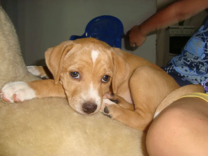 Cachorro ra a indefinida idade 2 a 6 meses nome Susi