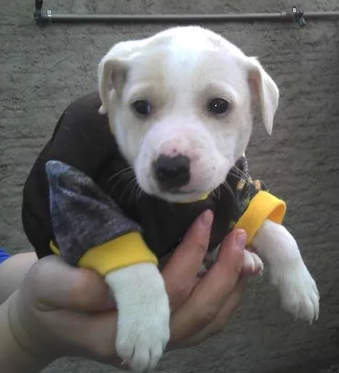 Cachorro ra a SRD idade Abaixo de 2 meses nome Bebês da Babete