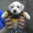 Bebês da Babete